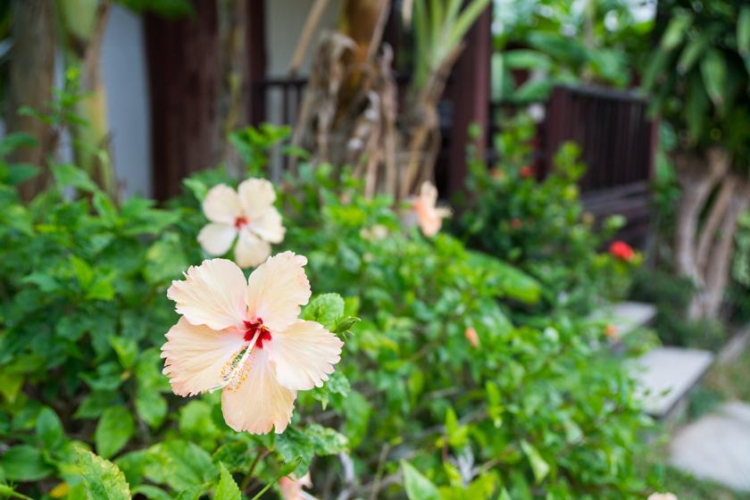 Weekender Bungalow Lamai Beach  Exteriör bild